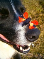 /album/sponky-a-stipceky/b-2384001-8780b6df0d-1-jpg1/